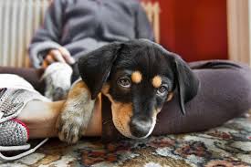 Dog House